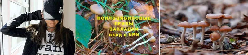 Галлюциногенные грибы MAGIC MUSHROOMS  наркошоп  Тейково 